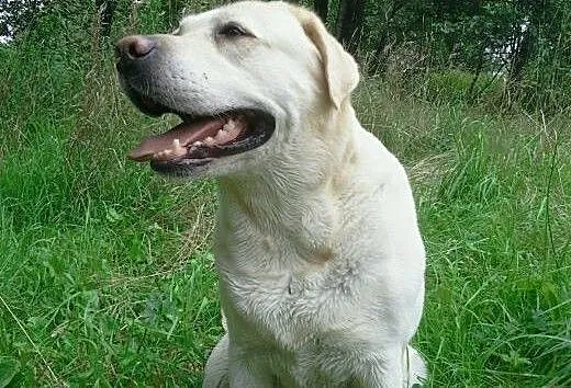 12 letnia sunia Labradora - wspaniale ułożona, ma