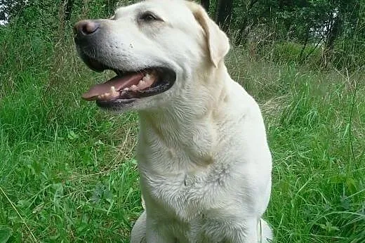 12 letnia sunia Labradora - wspaniale ułożona,  ma
