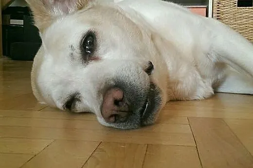 12 letnia sunia Labradora - wspaniale ułożona,  ma