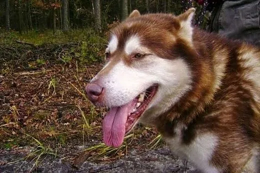 Ruda- piękna, rodowodowa malamutka szuka domu ,  ś