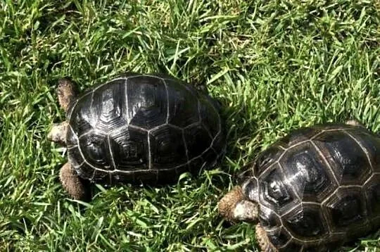 Aldabrachelys gigantea żółw olbrzymi | transport