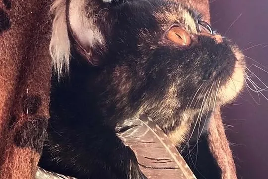 Brytyjska kotka hodowlana z rodowodem FPL/FIFe, Będzin