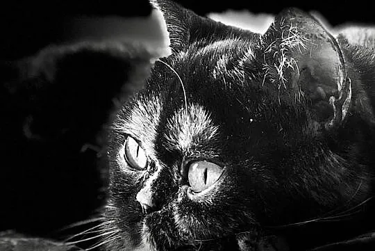 Brytyjska kotka hodowlana z rodowodem FPL/FIFe, Będzin