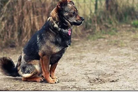 OKRUSZEK - 7 kg szczęścia do pokochania!,  mazowie