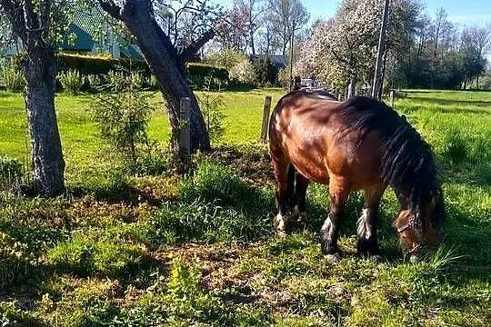 Sprzedam klacz zimnokrwista, Podkarpackie, Ropczyce
