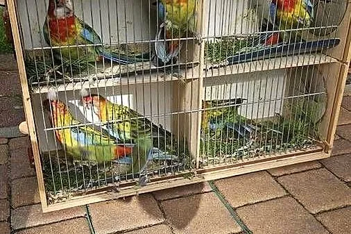 Rozela białolica jak na zdjęciach, Wielkopolskie, Poznań