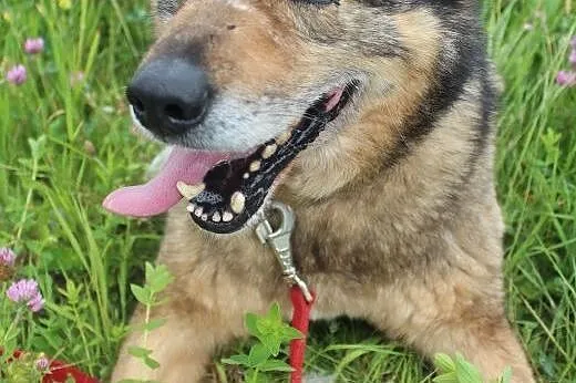 Florek - starszak do adopcji ,  dolnośląskie Kamienna Góra