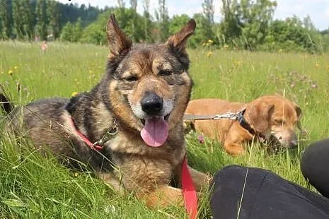 Florek - starszak do adopcji ,  dolnośląskie Kamie