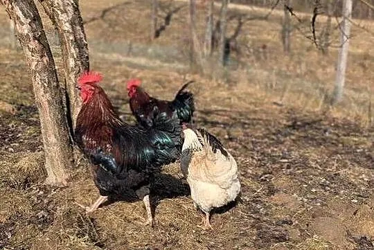 Kogut - młode półroczne koguty, Podkarpackie, Golcowa