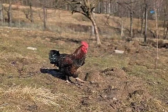 Kogut - młode półroczne koguty, Podkarpackie, Golcowa