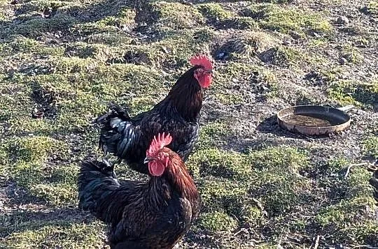Kogut - młode półroczne koguty, Podkarpackie, Golcowa