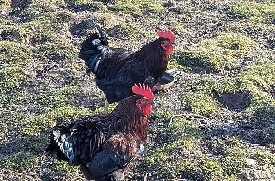 Kogut - młode półroczne koguty, Podkarpackie, Golcowa