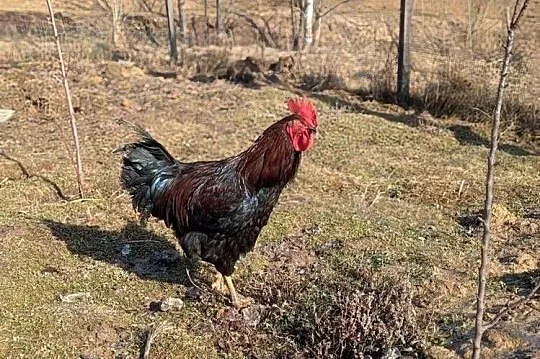 Kogut - młode półroczne koguty, Podkarpackie, Golcowa