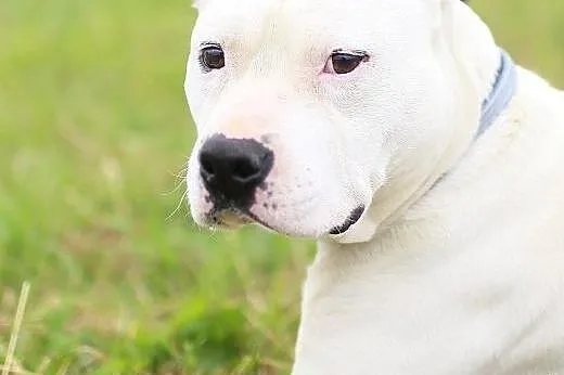 Gomes 7letni amstaff szuka domu,  Amstaff cała Pol