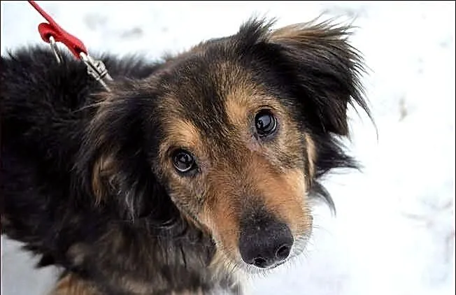 Toto - mieszaniec jamnisia długowłosego :)