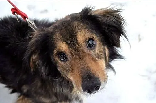 Toto - mieszaniec jamnisia długowłosego :)