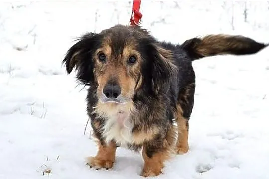 Toto - mieszaniec jamnisia długowłosego :)