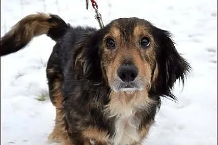 Toto - mieszaniec jamnisia długowłosego :)