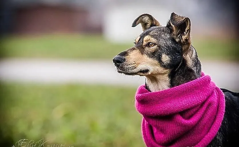 Szilla – młoda, WILCZASTA, pozytywna sunia do adop