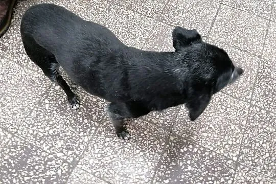 Kropka - kochana psina szuka nowej rodziny, Łódzkie, Łódź
