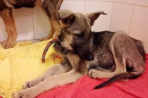 Troja czeka na dom,  mazowieckie Warszawa