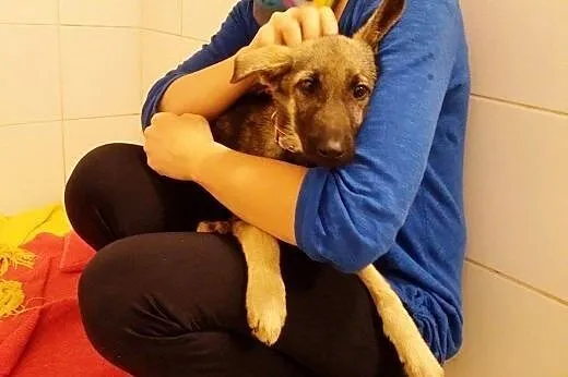 Troja czeka na dom,  mazowieckie Warszawa