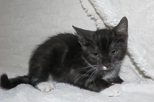 Dizel - trzymiesięczny kotek do oddania do adopcji