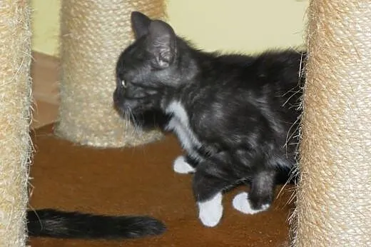 Dizel - trzymiesięczny kotek do oddania do adopcji