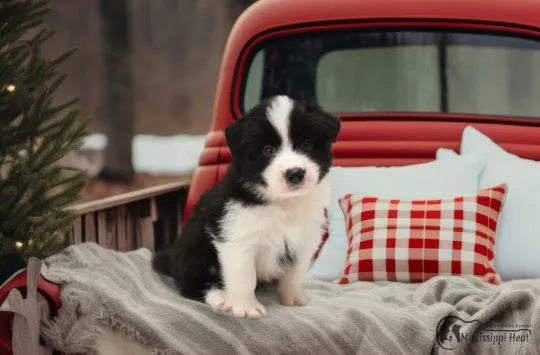 Szczenięta border collie PIESKI z rodowodem, ZKwP, Śląsk, , Orzesze