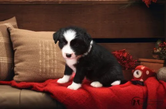Szczenięta border collie PIESKI z rodowodem, ZKwP, Śląsk, , Orzesze