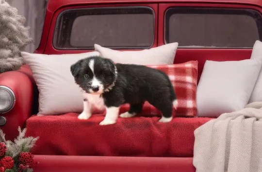 Szczenięta border collie PIESKI z rodowodem, ZKwP, Śląsk, , Orzesze