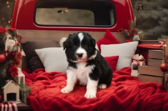 Szczenięta border collie PIESKI z rodowodem, ZKwP, Śląsk, , Orzesze