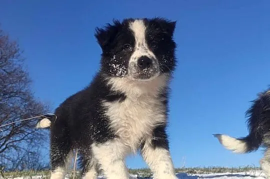 Szczeniak Suczka BORDER COLLIE z Hodowli - Rasowa pełna dok.