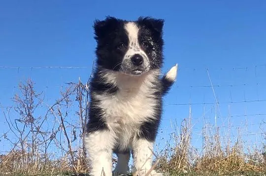 Szczeniak Suczka BORDER COLLIE z Hodowli - Rasowa pełna dok., Podkarpackie, Iwonicz