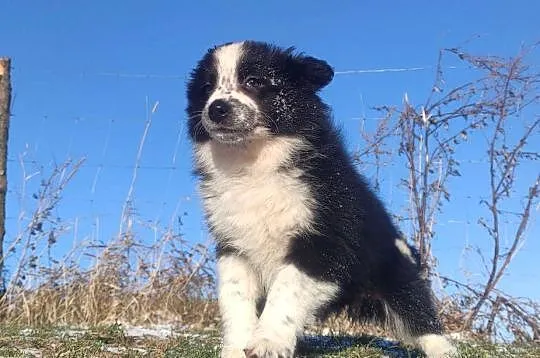 Szczeniak Suczka BORDER COLLIE z Hodowli - Rasowa pełna dok., Podkarpackie, Iwonicz
