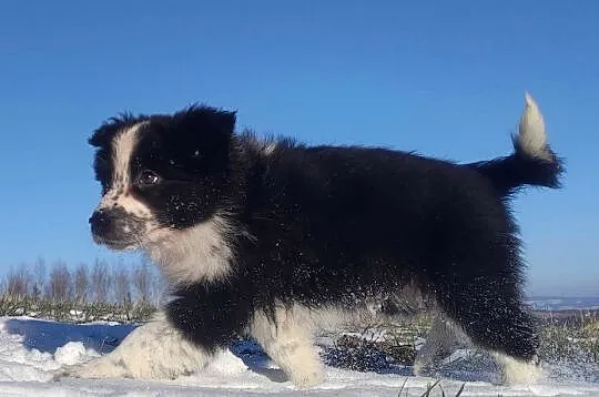 Szczeniak Suczka BORDER COLLIE z Hodowli - Rasowa pełna dok., Podkarpackie, Iwonicz