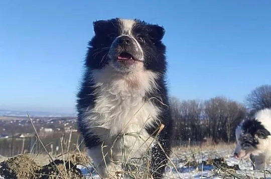 Szczeniak Suczka BORDER COLLIE z Hodowli - Rasowa pełna dok., Podkarpackie, Iwonicz