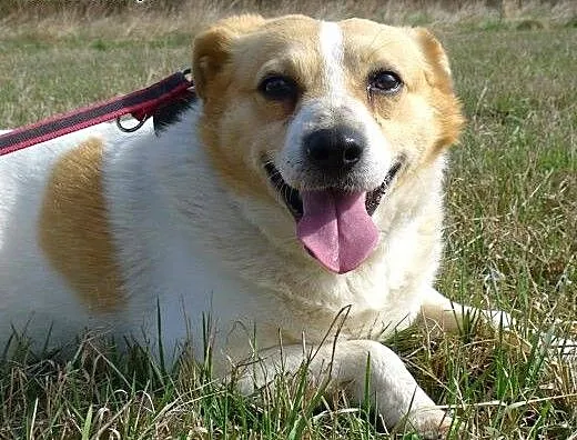 Budyń-nieśmiały piesek, nieduży, 8 lat, potrzebuje