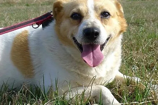 Budyń-nieśmiały piesek, nieduży, 8 lat, potrzebuje