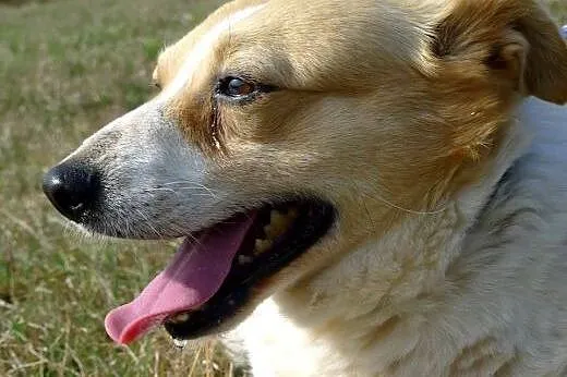 Budyń-nieśmiały piesek, nieduży, 8 lat, potrzebuje