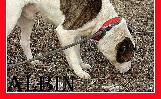Amstaff mix,dla doświadczonych,aktywny pies ALBIN.