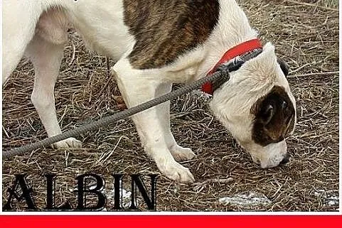 Amstaff mix,dla doświadczonych,aktywny pies ALBIN.