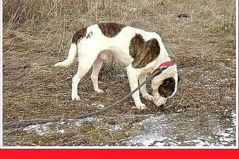 Amstaff mix,dla doświadczonych,aktywny pies ALBIN.
