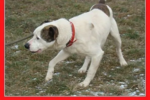 Amstaff mix,dla doświadczonych,aktywny pies ALBIN.