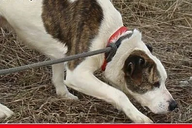 Amstaff mix,dla doświadczonych,aktywny pies ALBIN.