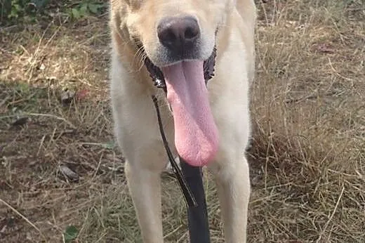 MALIBU- DOROSŁY PSIAK DO ADOPCJI,  łódzkie Łódź