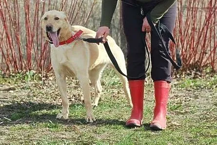 MALIBU- DOROSŁY PSIAK DO ADOPCJI,  łódzkie Łódź
