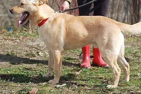 MALIBU- DOROSŁY PSIAK DO ADOPCJI,  łódzkie Łódź