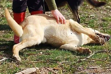 MALIBU- DOROSŁY PSIAK DO ADOPCJI,  łódzkie Łódź