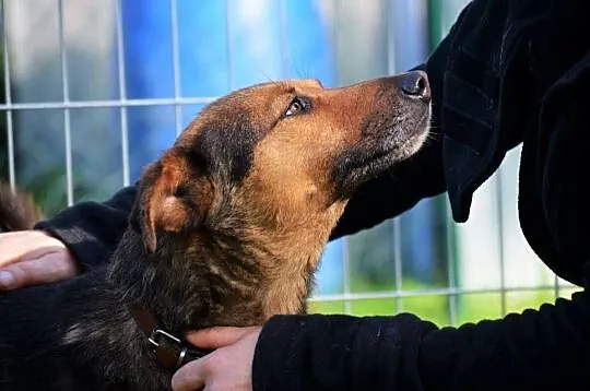 Energia i uroda, adoptuj WALIKA - na samotność życia szkoda ;), Mazowieckie, Warszawa